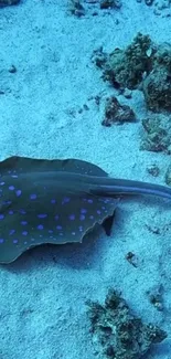 Blue-spotted stingray glides across sandy ocean floor.