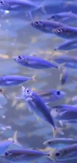 School of blue fish swimming underwater in a serene ocean scene.