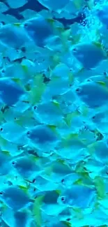 School of blue fish swimming underwater in a vibrant mobile wallpaper.