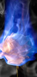 Blue flame engulfing a white rose in a striking artistic wallpaper.