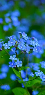 Blue flowers bloom against green leaves.