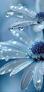 Close-up of a blue flower with dew drops, creating a serene and refreshing look.