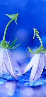 Blue floral wallpaper with white flowers and bokeh.