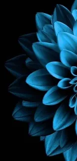 Elegant blue flower on a dark background mobile wallpaper.