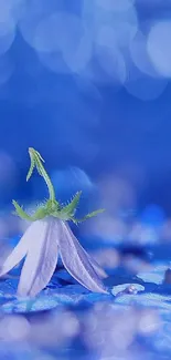 Delicate white flowers with blue bokeh background.