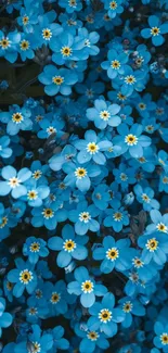 Beautiful blue forget-me-not flowers mobile wallpaper.