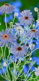 Blue daisies with green stems on a vibrant blue background wallpaper.