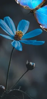 Blue flower with butterfly on dark background in nature wallpaper.