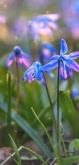 Close-up of vibrant purple flowers with green leaves.