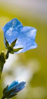 Closeup of a blue flower with a blurred green background.