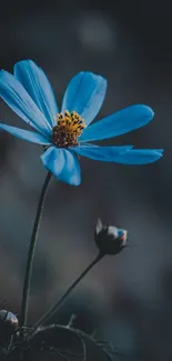 Delicate blue flower set against a moody, dark background.