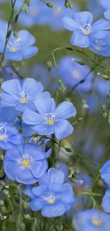 Beautiful blue flowers field wallpaper for mobile.