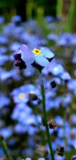 Blue forget-me-not flower close-up in garden setting.