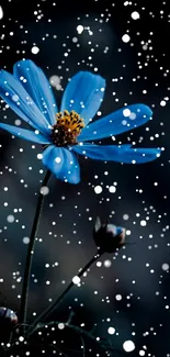 Blue flower against a dark background, creating a calm mobile wallpaper.