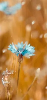 A mobile wallpaper with a blue flower in a golden field.