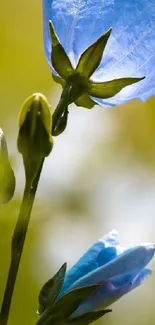 Close-up of a blue flower with a green blurry background in nature.