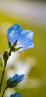 Close-up of a blue flower against a green background.