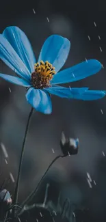 Elegant blue flower with raindrops on a natural dark background.