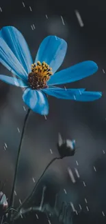 Blue flower with raindrops on dark background.