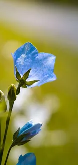 Blue flower illuminated by sunlight with soft green background.