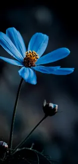 Minimalist wallpaper featuring a blue flower on a dark background.