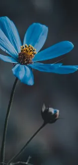 Minimalist blue flower with dark background on mobile wallpaper.