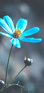 Elegant blue flower against a blurred background emphasizing serenity on mobile.