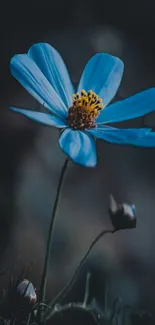 Stunning blue flower in soft focus nature background.