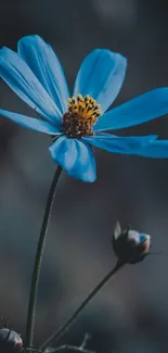 Vivid blue flower with detailed petals on a dark background.