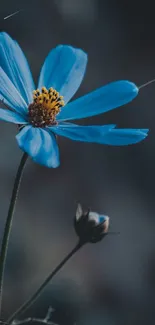 Beautiful blue flower on a dark background.