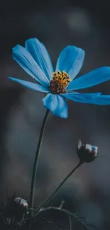 Elegant blue flower against a dark background, perfect for mobile wallpaper.