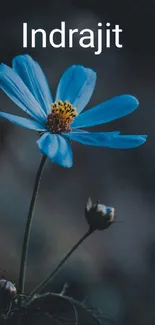 Blue flower on a dark background mobile wallpaper.