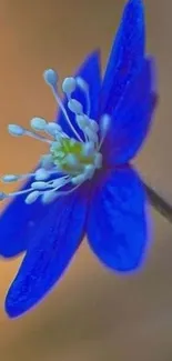 Close-up of a vibrant blue flower with soft background.