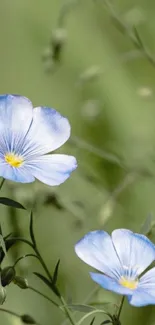 Serene blue flowers with green backdrop for mobile wallpaper.