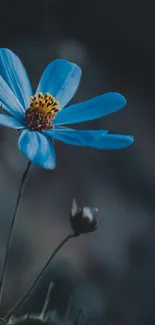 A delicate blue flower on a dark background for mobile wallpaper.