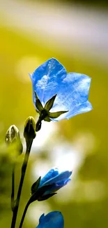 Blue flower on green sunny blurred background wallpaper.