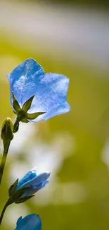 Close-up of a vibrant blue flower with a blurred green background.