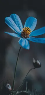 Stunning blue flower with dark, moody background.