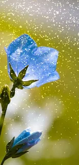 Blue flower with yellow bokeh sparkles on green background.