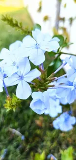 Serene mobile wallpaper with blue flowers and green grass