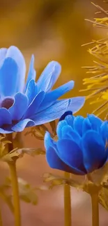 Blue flowers against a warm brown backdrop, ideal for mobile wallpaper.