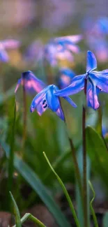 Close-up of blue flowers against a soft blurred spring background.