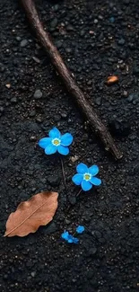 Blue flowers on dark textured background with leaves and stick.