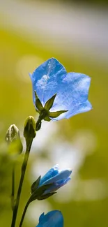 Close-up of blue flowers on a green background, creating a serene wallpaper.