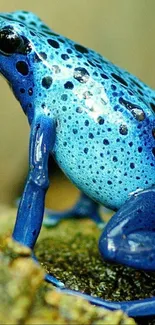 Vibrant blue poison dart frog on rock, nature wallpaper.