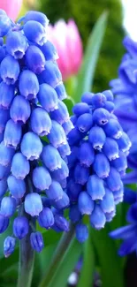 Blue grape hyacinth blossoms in vibrant detail on a mobile wallpaper.