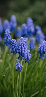 Close-up view of blue grape hyacinths with green leaves in a natural setting.
