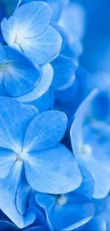 Vibrant blue hydrangea wallpaper for phone screens.