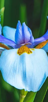 Close-up of a vibrant blue iris flower with green leaves background.