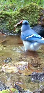 Blue Jay bird standing in a forest stream.